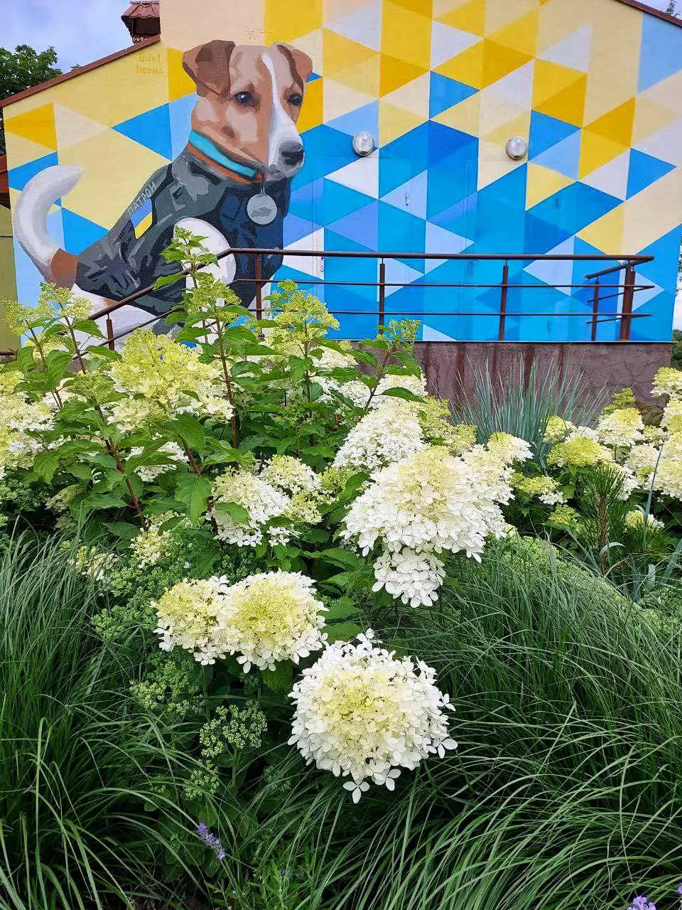 Райони Києва зацвіли гортензіями, список локацій 2 Гортензія Київ