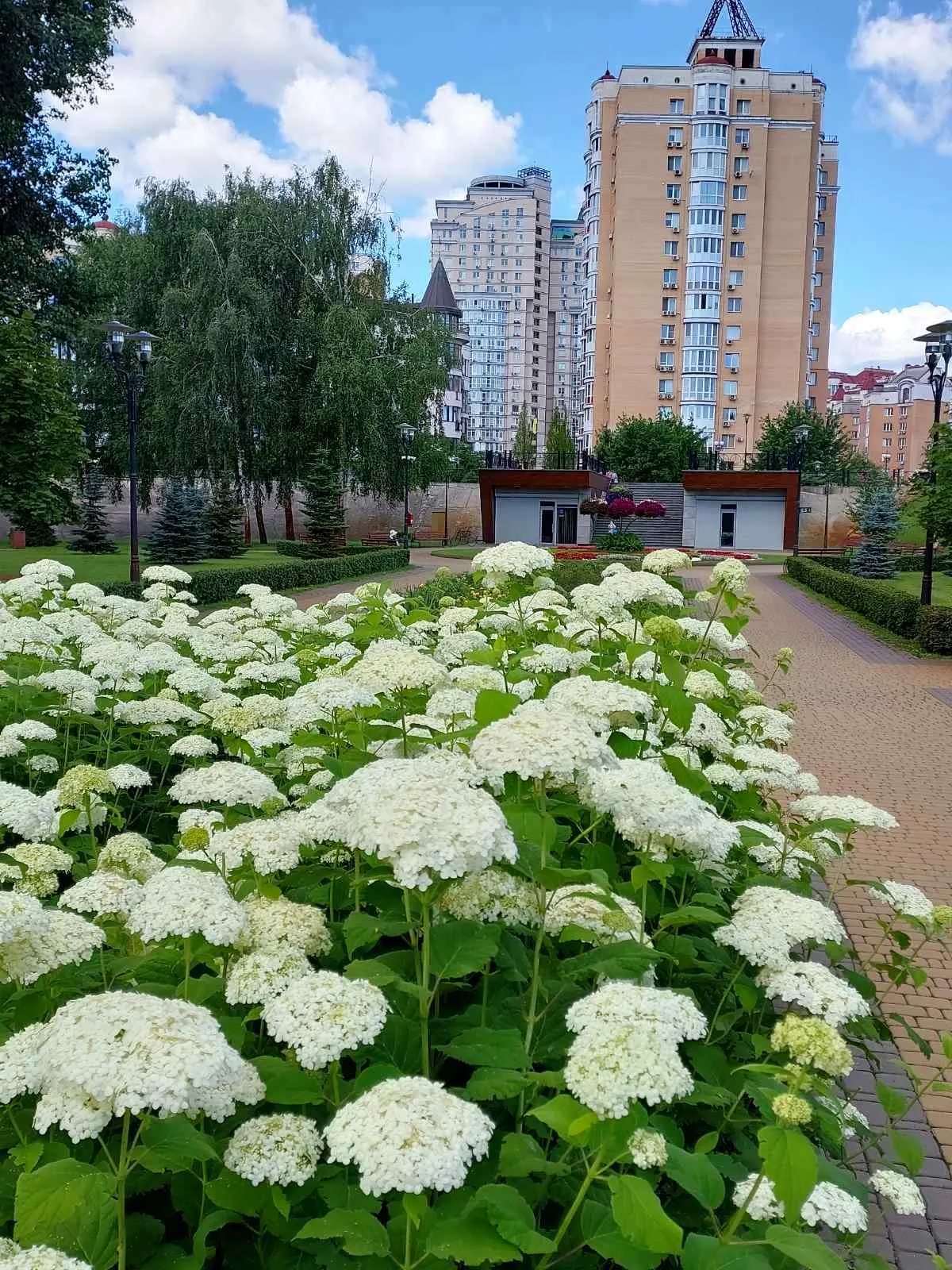 Райони Києва зацвіли гортензіями, список локацій 1 Гортензія Київ